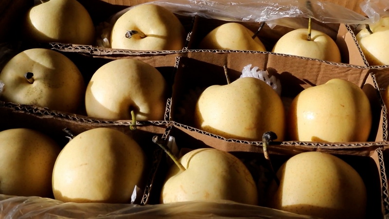 Agro-logistics Acceleration: Growth of Fruit and Vegetable Imports from China to the CIS via Khorgos